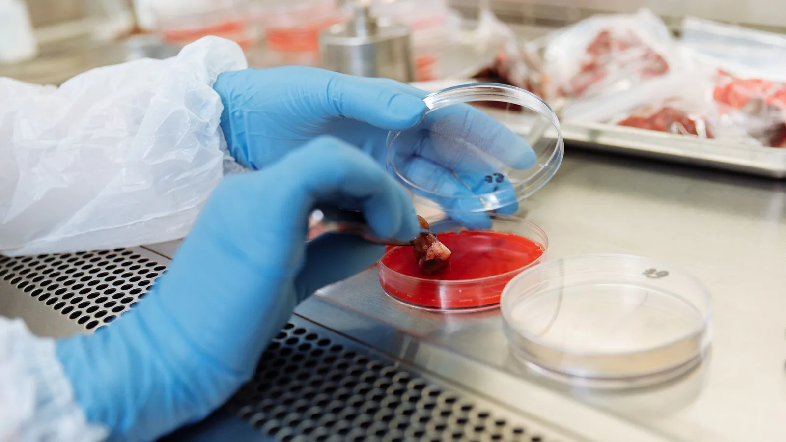 análisis de salmonella en alimentos: Salmonella en alimentos: cómo se detecta y quién responde legalmente