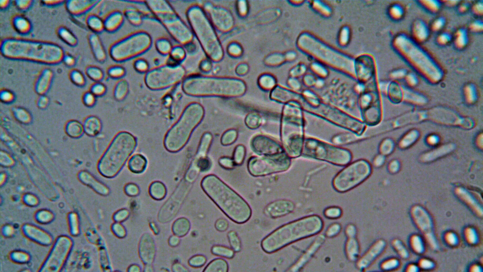 micrografía de piensos: Micrografía de piensos: qué es y por qué garantiza su calidad